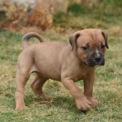 American Bully puppies for sale in Ajmer