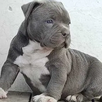 American Bully puppies for sale in Ajmer