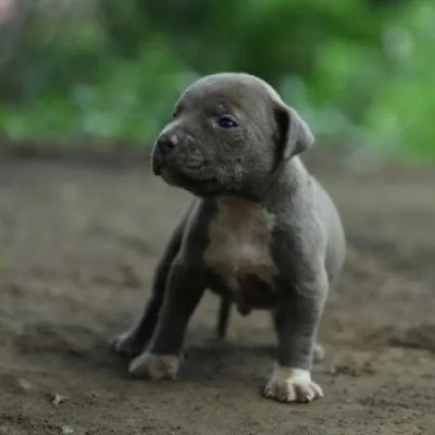 American Bully puppies for sale in Ajmer