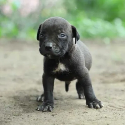 American Bully puppies for sale in Ajmer