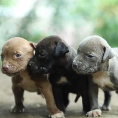 American Bully puppies for sale in Vijayawada