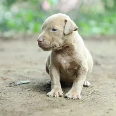 American Bully puppies for sale in Vijayawada