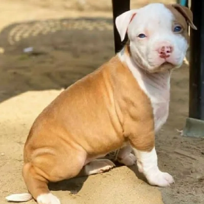 American Bully puppies for sale in Bikaner