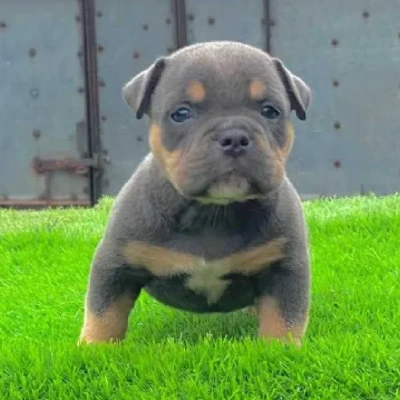 American Bully puppies for sale in Ajmer