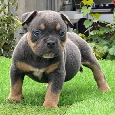 American Bully puppies for sale in Bikaner