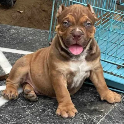 American Bully puppies for sale in Bikaner