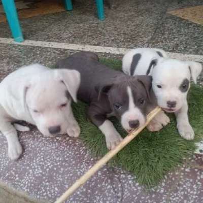 American Bully puppies for sale in Vijayawada