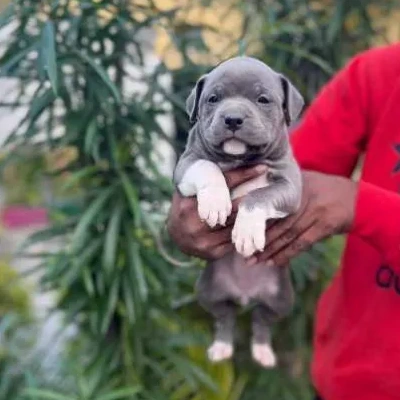 American Bully puppies for sale in Vijayawada