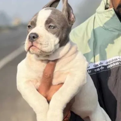 American Bully puppies for sale in Vijayawada