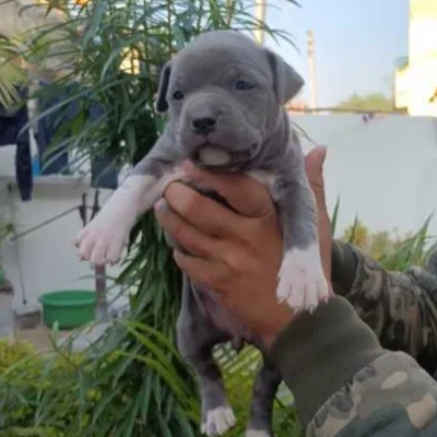 American Bully puppies for sale in Vijayawada