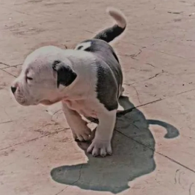 American Bully puppies for sale in Bikaner