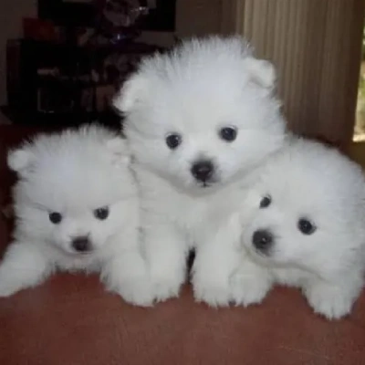 American Eskimo puppies for sale in Vijayawada