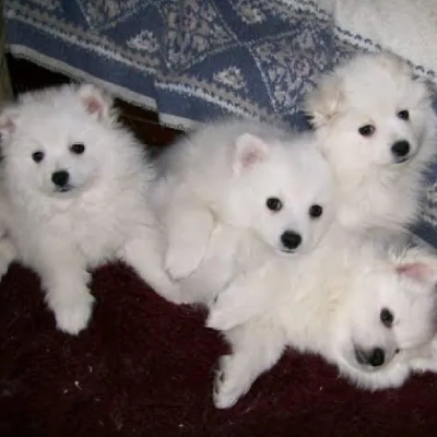 American Eskimo puppies for sale in Vijayawada