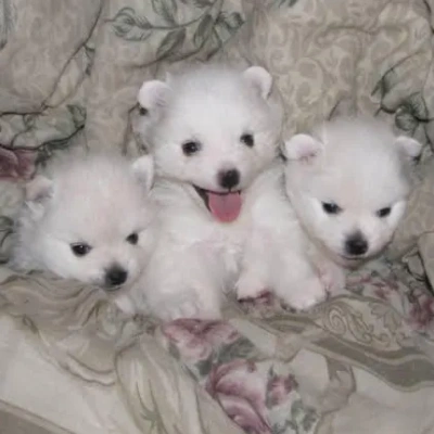 American Eskimo puppies for sale in Bikaner