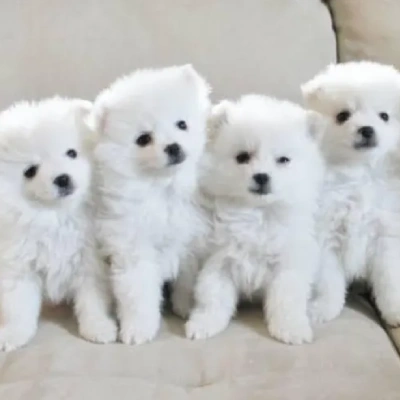 American Eskimo puppies for sale in Gurgaon