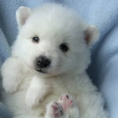 American Eskimo puppies for sale in Gurgaon