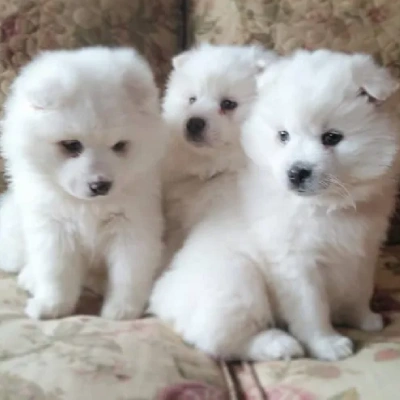 American Eskimo puppies for sale in Vijayawada