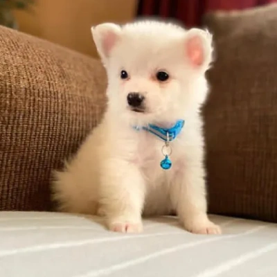 American Eskimo puppies for sale