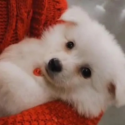 American Eskimo puppies for sale in Bikaner