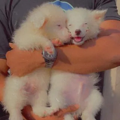 American Eskimo puppies for sale in Bikaner