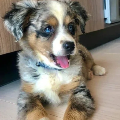 Australian Shepherd puppies for sale in Bikaner