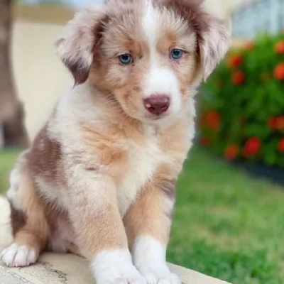 Australian Shepherd puppies for sale in Vijayawada