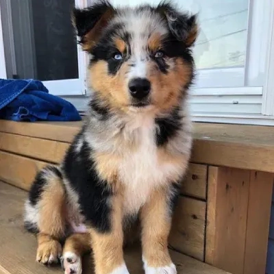 Australian Shepherd puppies for sale in Vijayawada