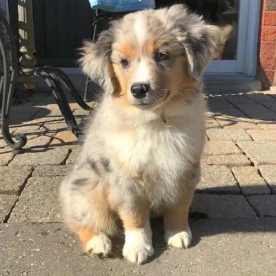 Australian Shepherd puppies for sale in Vijayawada