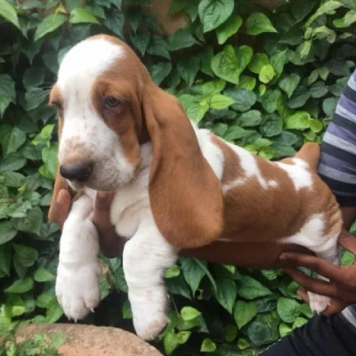 Basset Hound puppies for sale in Vijayawada