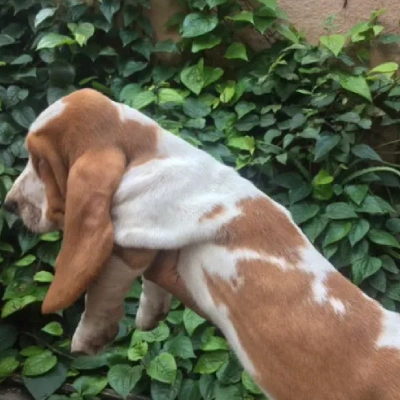 Basset Hound puppies for sale in Vijayawada