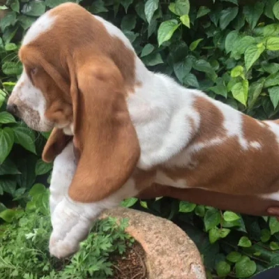 Basset Hound puppies for sale in Bikaner