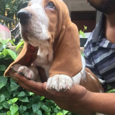 Basset Hound puppies for sale in Vijayawada