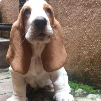 Basset Hound puppies for sale in Bikaner