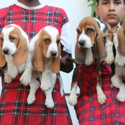 Basset Hound puppies for sale in Bikaner