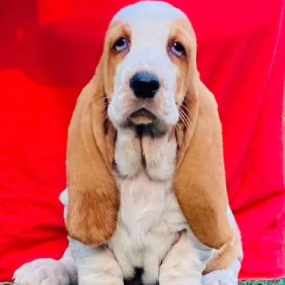 Basset Hound puppies for sale in Vijayawada