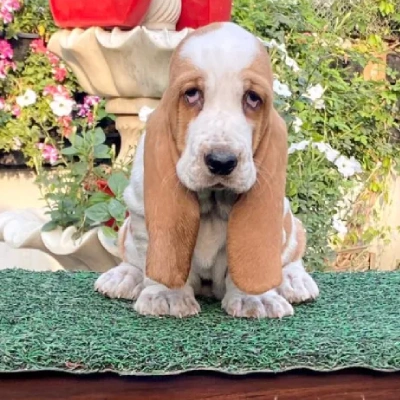 Basset Hound puppies for sale in Vijayawada