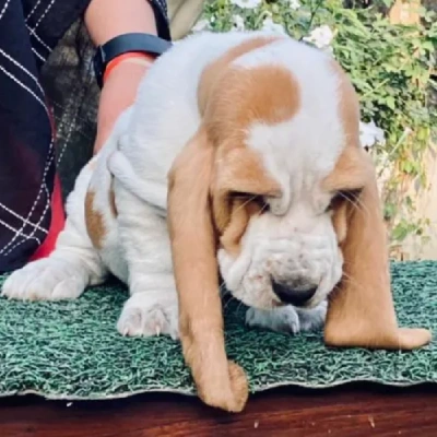 Basset Hound puppies for sale in Udaipur