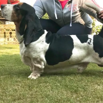 Basset Hound puppies for sale in Bikaner