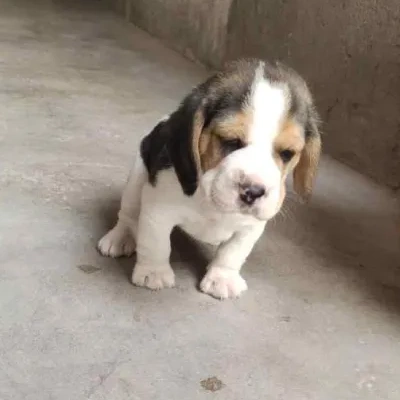 Beagle puppies for sale in Udaipur