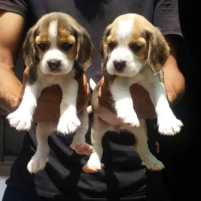 Beagle puppies for sale in Udaipur