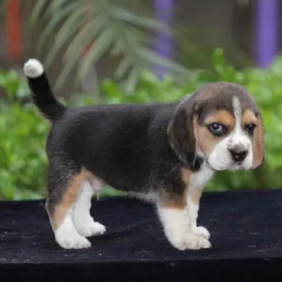 Beagle puppies for sale in Bikaner