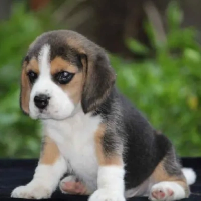 Beagle puppies for sale in Ajmer