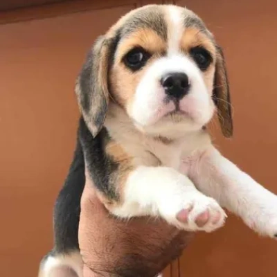 Beagle puppies for sale in Bikaner