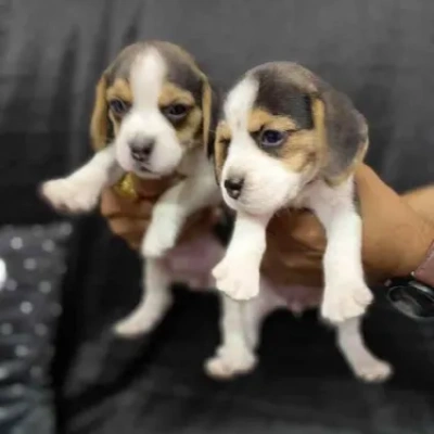 Beagle puppies for sale in Jodhpur
