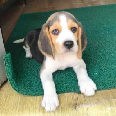 Beagle puppies for sale in Bikaner