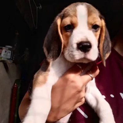 Beagle puppies for sale in Udaipur