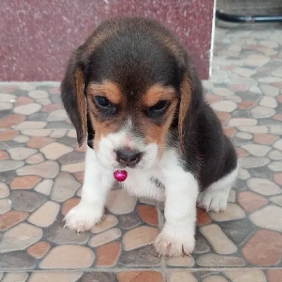 Beagle puppies for sale in Ajmer