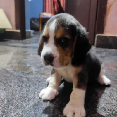 Beagle puppies for sale in Vijayawada