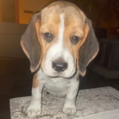 Beagle puppies for sale in Ajmer