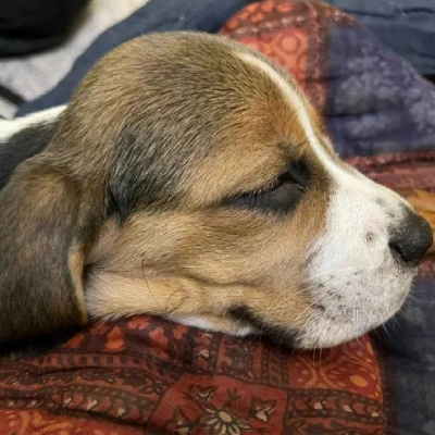 Beagle puppies for sale in Vijayawada